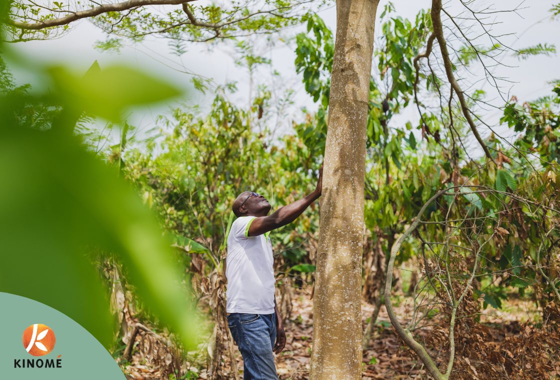 Témoignage Ayi, agroforesterie au Togo